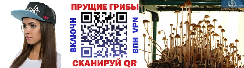 Купить где  Каргополь  Галлюциногенные грибы Magic Shrooms 